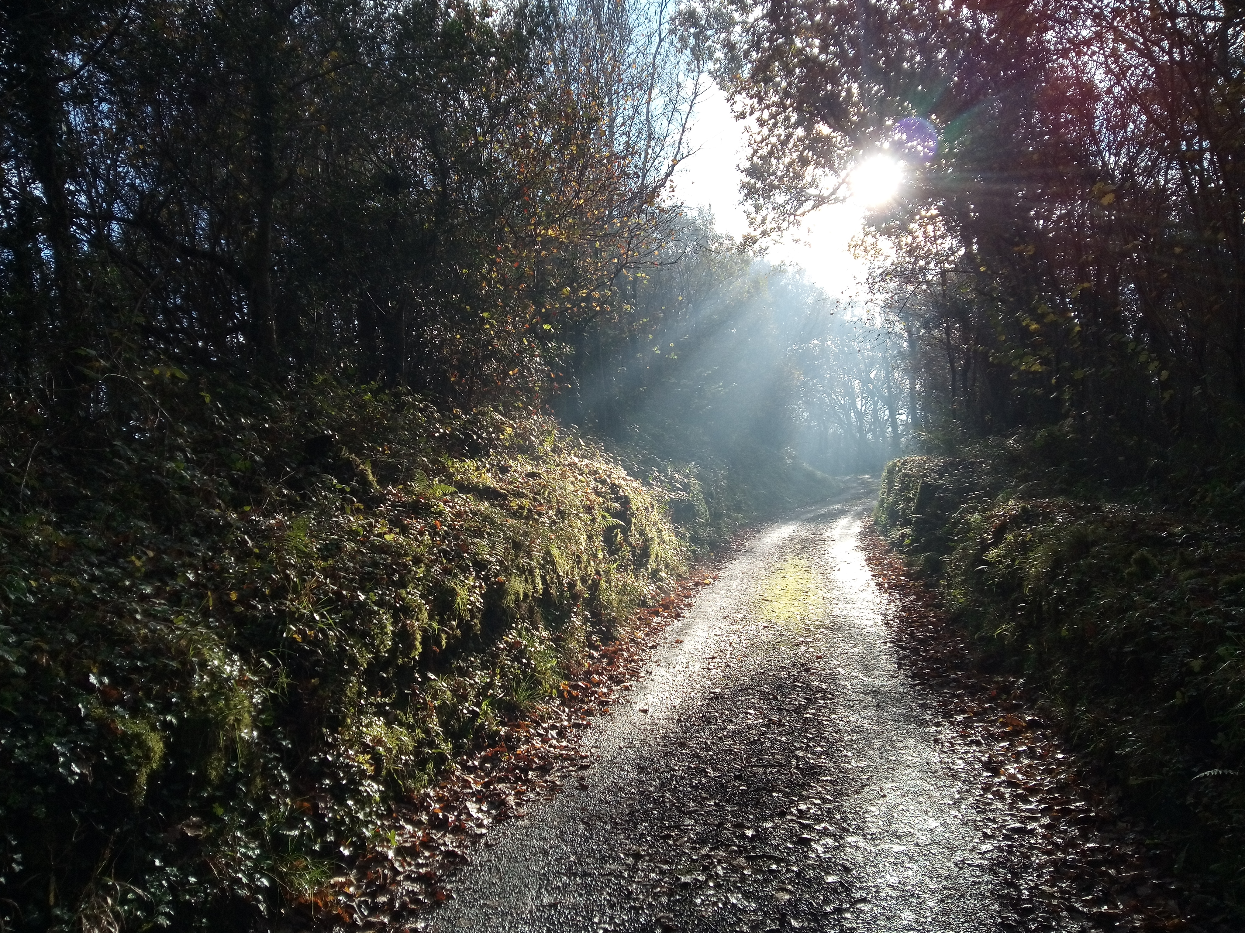 Morning sun through trees on a woodland road in Tumble